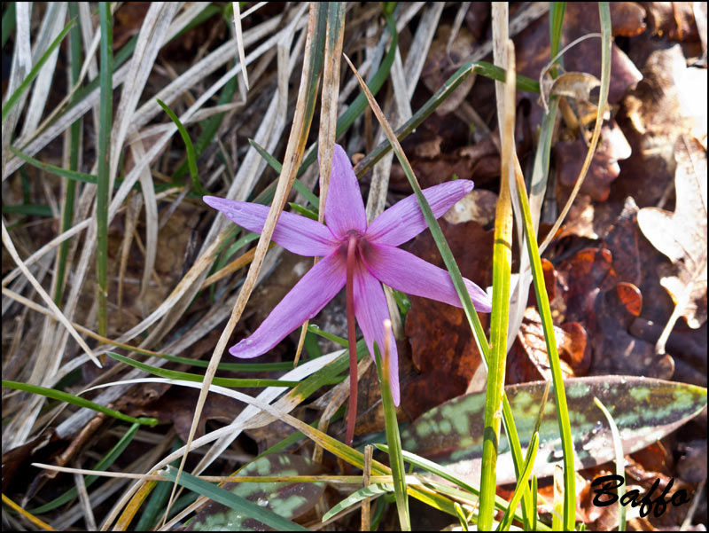 Erythronium  dens-canis